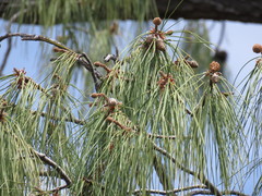 Pinus lumholtzii
