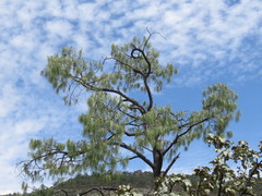 Pinus lumholtzii