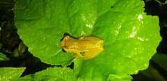 Dendropsophus bifurcus
