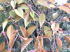 Prunus jamasakura