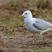 Common Gull - Photo (c) Paul Cools, some rights reserved (CC BY-NC)