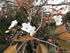 Prunus jamasakura