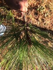 Pinus durangensis