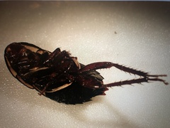 Drymaplaneta semivitta