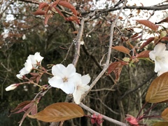 Prunus jamasakura