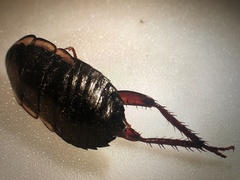 Drymaplaneta semivitta