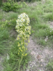Toxicoscordion nuttallii, photograph author not stated, no rights reserved