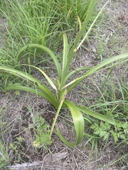 Toxicoscordion nuttallii, photograph author not stated, no rights reserved