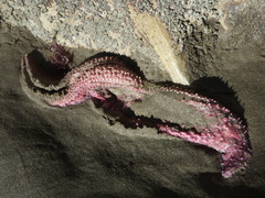 Pisaster brevispinus