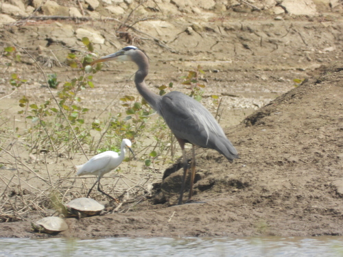 Snowy Egret photographed in Ohio