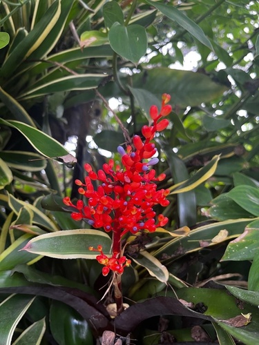 Aechmea miniata