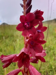 Watsonia pulchra image