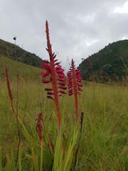 Watsonia pulchra image