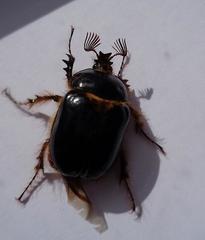 Pleocoma blaisdelli