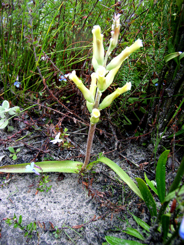 Lachenalia algoensis