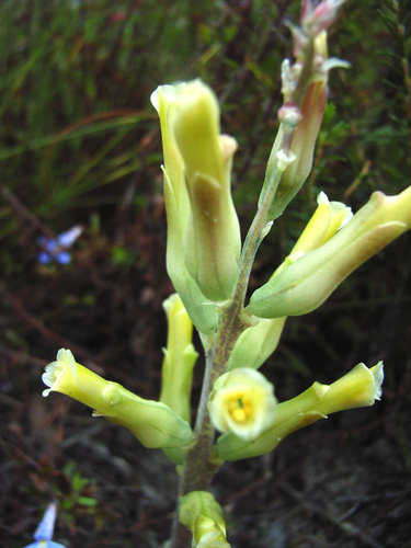 Lachenalia algoensis
