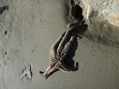 Pisaster brevispinus