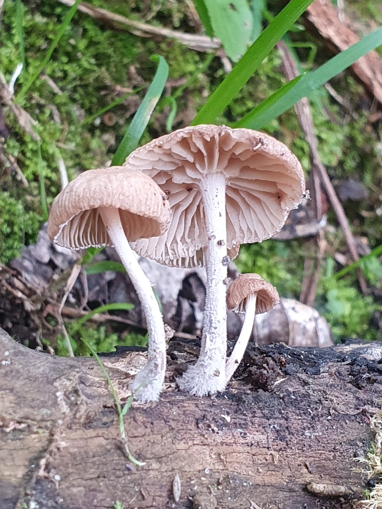 Collybiopsis subpruinosa · April 2026 · photo: © corli (iNaturalist, cc-by)