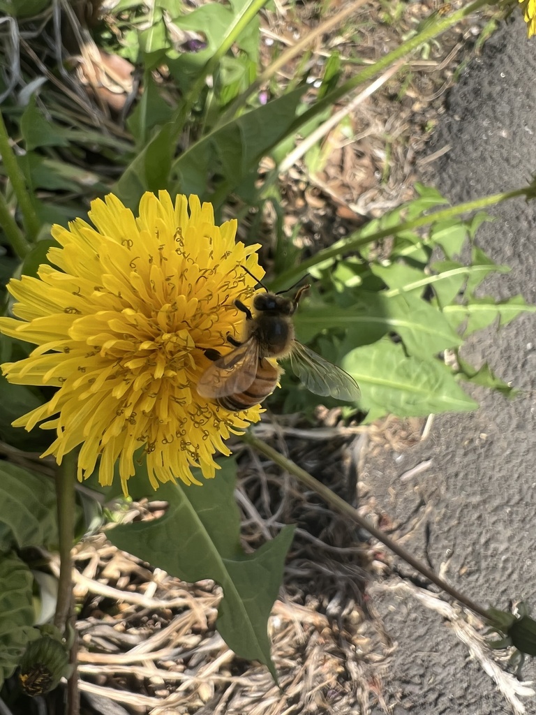 Western Honey Bee from Van Saun County Park, Paramus, NJ, US on April ...