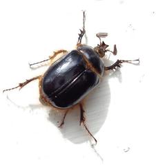 Pleocoma blaisdelli
