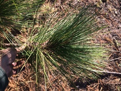 Pinus durangensis