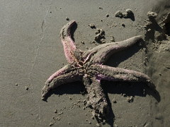 Pisaster brevispinus