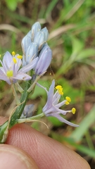 Camassia scilloides