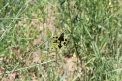 Libelloides macaronius