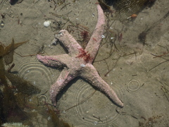Pisaster brevispinus