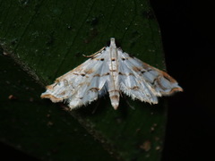 Oxyelophila harpalis
