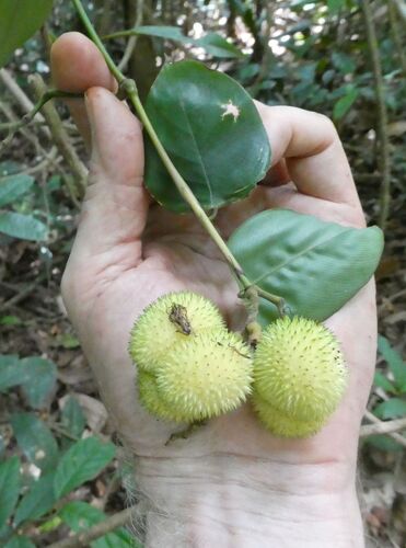 Hypselodelphys velutina