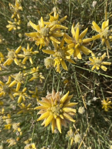 Avistamiento Genista umbellata