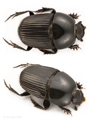 Oniticellus planatus