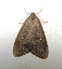 Paleacrita merriccata