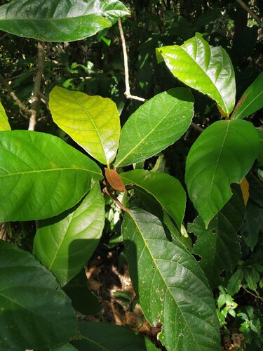 Ficus congesta, photograph 3
