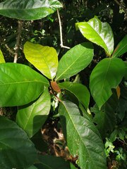 Ficus congesta, photograph (c) Steve Fitzgerald, some rights reserved (CC BY-SA)