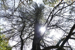 Pinus armandi mastersiana