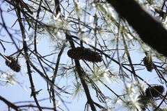 Pinus armandi mastersiana