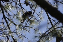Pinus armandi mastersiana