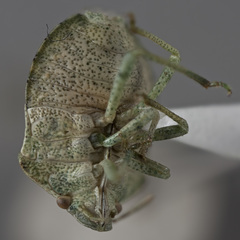 Tepa