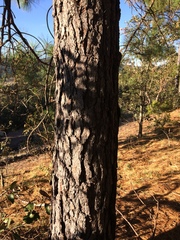 Pinus durangensis