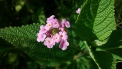 Lantana trifolia