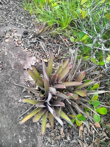 Aechmea aquilega, photograph 2