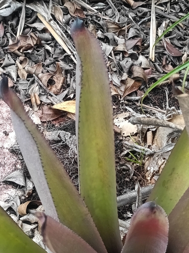 Aechmea aquilega, photograph 3