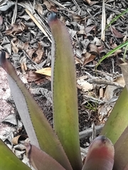 Aechmea aquilega, photograph (c) Guillaume Delaitre, some rights reserved (CC BY)
