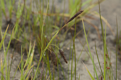 Carex cryptocarpa