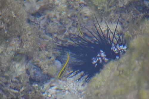Thalassoma bifasciatum