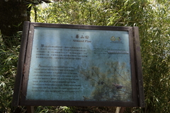 Pinus armandi mastersiana