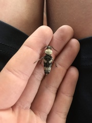 Megacyllene antennata