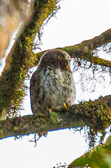Glaucidium nubicola